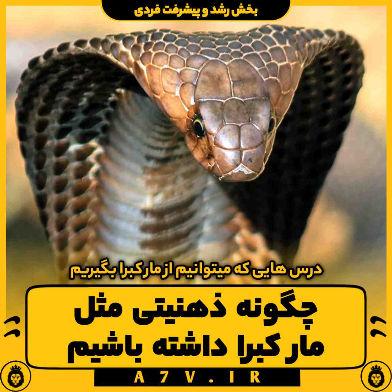 درس های طلایی از مار کبرا | ای سون وی